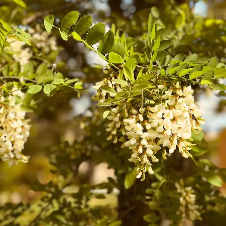 Nocleg ze śniadaniem La Fanette De Lure