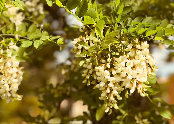 Bed & Breakfast La Fanette De Lure